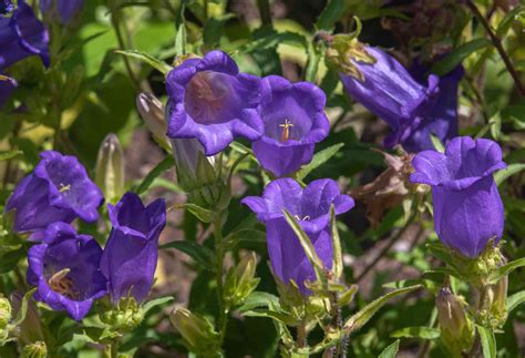 canterbury bells flowers perennial